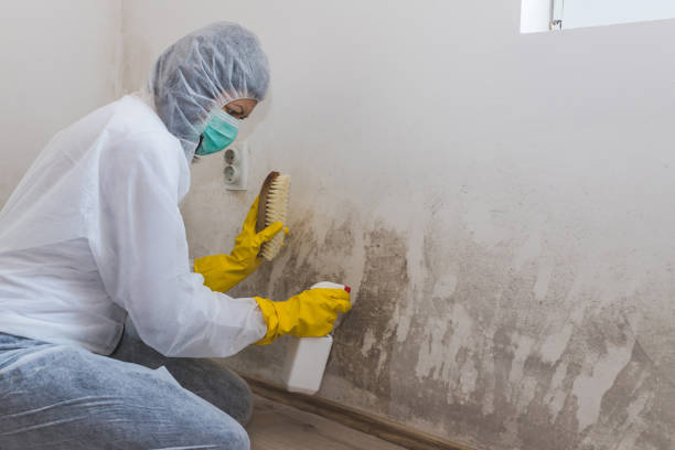Best Attic Mold Removal  in Commerce, GA