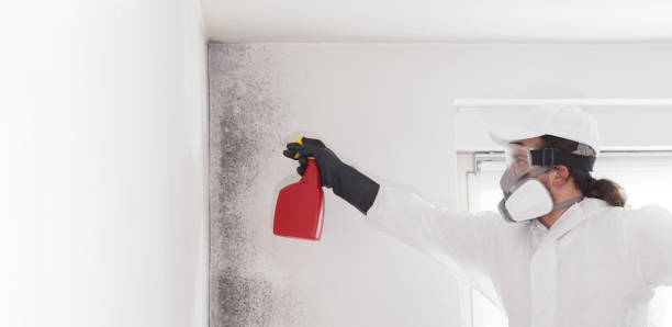 Mold Removal Process in Commerce, GA