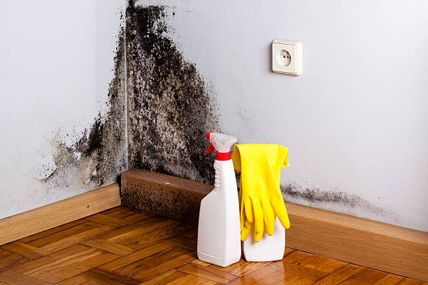 Mold Testing and Removal in Commerce, GA