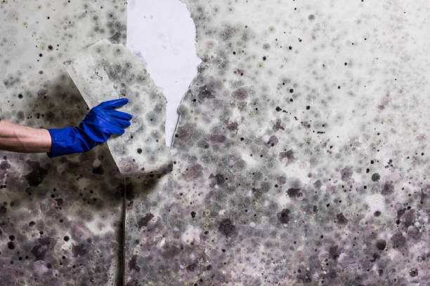 Best Professional Mold Removal  in Commerce, GA